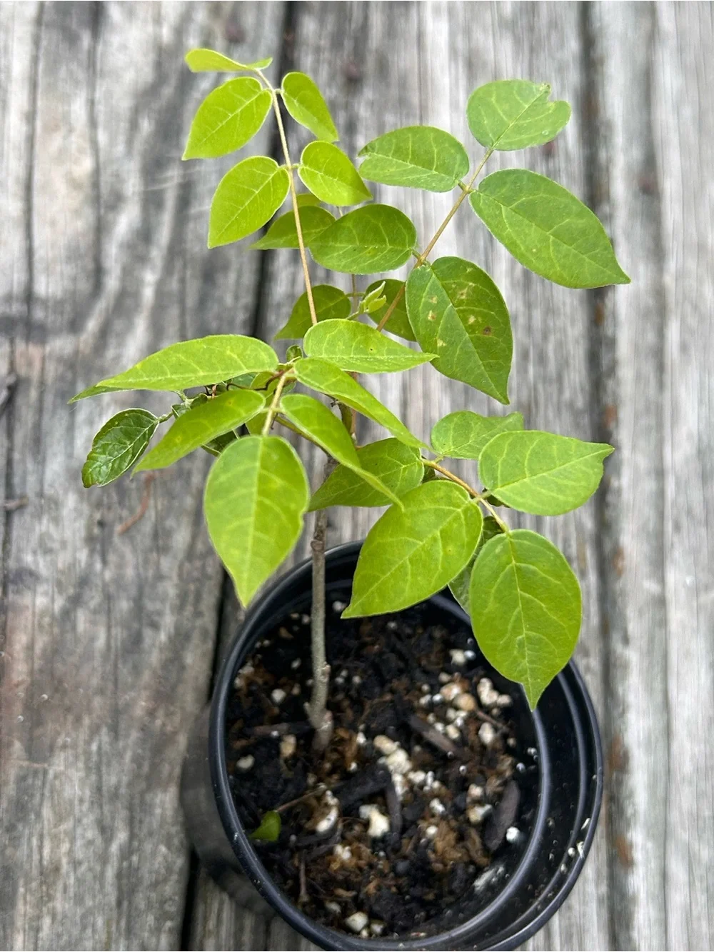 Lavender Wisteria 4” plant